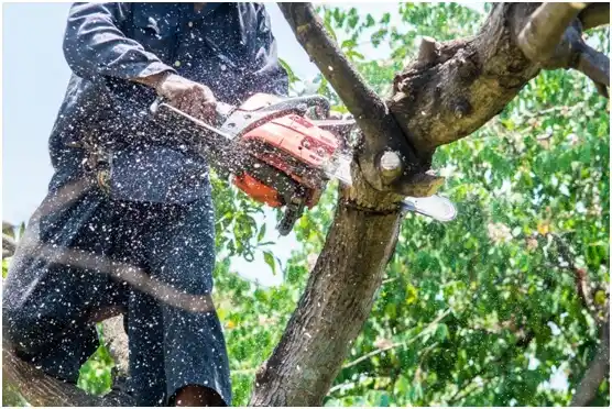 tree services Jolivue